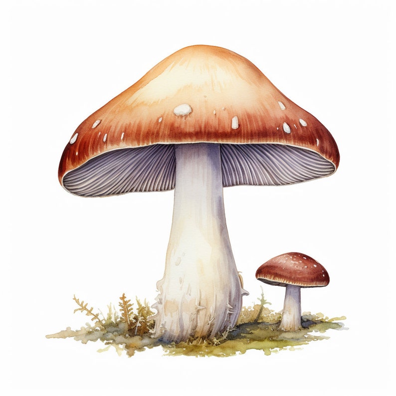 Preview image for 70 Watercolor Mushroom Clipart Digital Sticker Designs