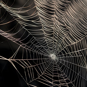 Preview image for 14 Spider Web Digital Design Papers