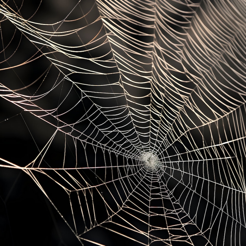 Preview image for 14 Spider Web Digital Design Papers