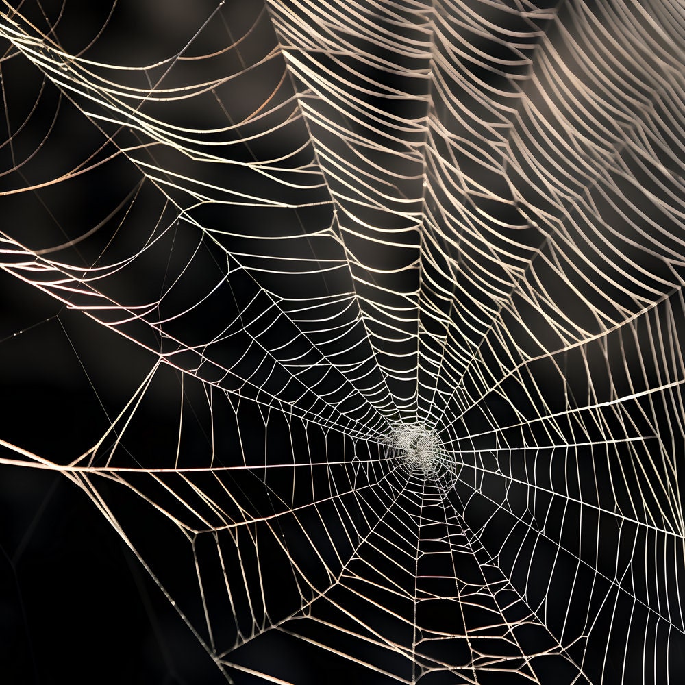 Spider Web Digital Papers - Spider Web Patterns - Scrapbook Papers ...