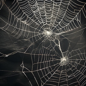 Preview image for 14 Spider Web Digital Design Papers