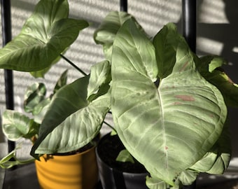 Milk Confetti Syngonium