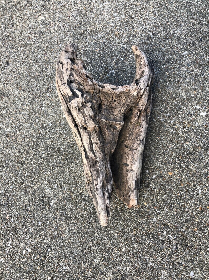 Ohio River Rustic Driftwood for Landscaping Aquarium or Etsy