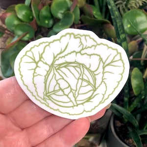 Puede incluir: Una pegatina blanca con una ilustración de col verde. La pegatina es redonda con un contorno detallado de la cabeza y las hojas de la col. La pegatina se sostiene en una mano, con varias plantas verdes en el fondo.