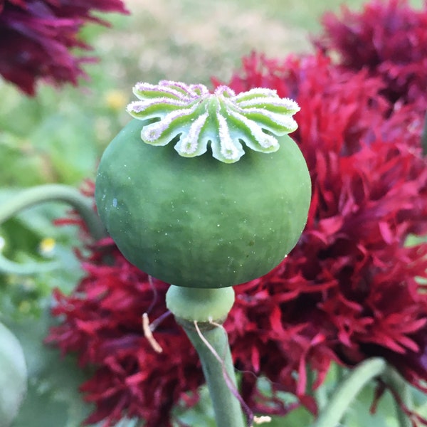 Black Swan Poppy Seeds - Papaver somniferum var. laciniatum - Dark Red Deeply Lobed Petals - 100 seeds - harvested 2022 - Annual Flower