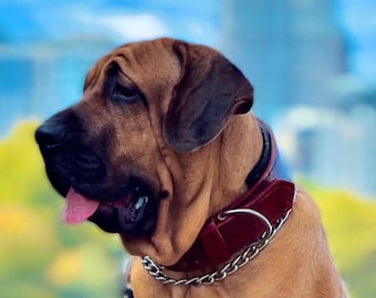 Brazilian mastiff leather collar, brown and black, cowhide, leatherforpets