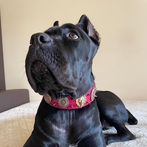 2-inch Studded Leather Dog Collar: Handmade Corso Mastiff Collar