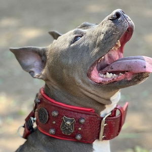 Handmade Tooled Leather Dog Collar: Pirate Shield Rivets, XL Bully Staffy Collar
