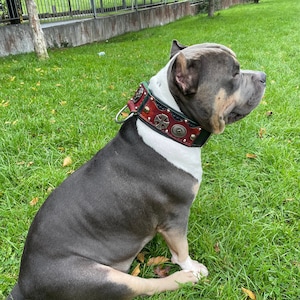 Handmade Leather Dog Collar: American Bully XL, Padded, Studded