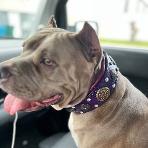 Pitbull gold collar online