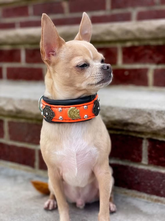 Collar de cuero naranja para chihuahua: remaches de león celta, collar para  perros pequeños