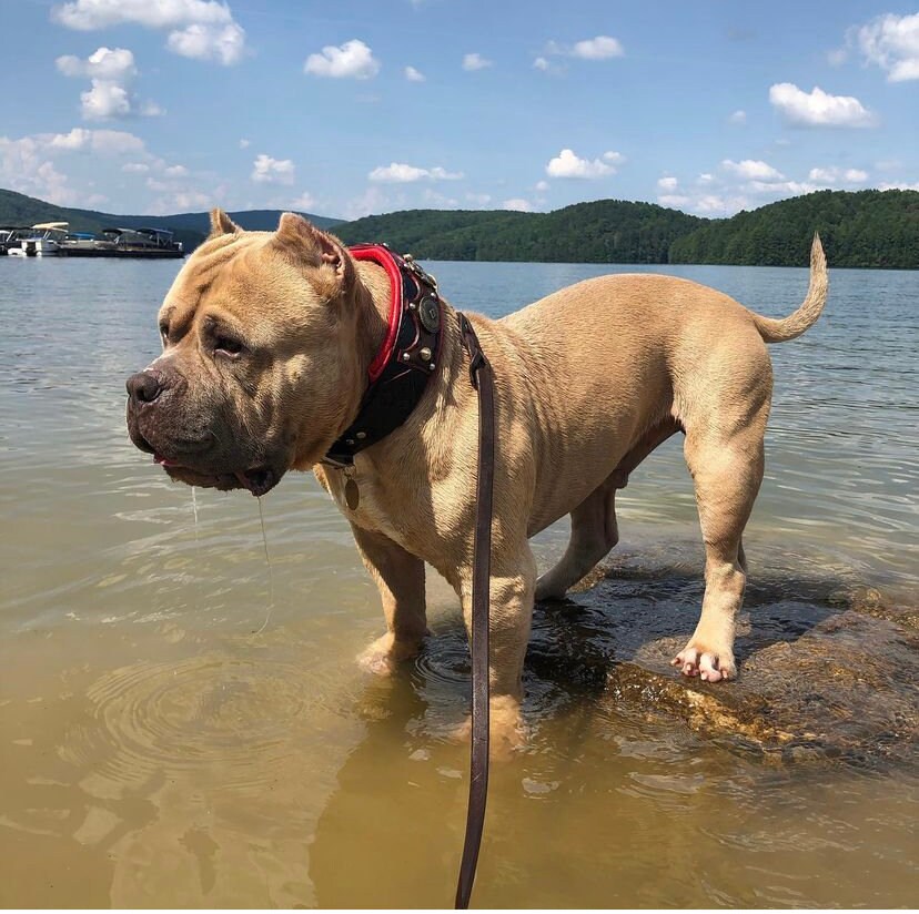 American Bully Leather Dog Collar Handmade Bully Collar Etsy