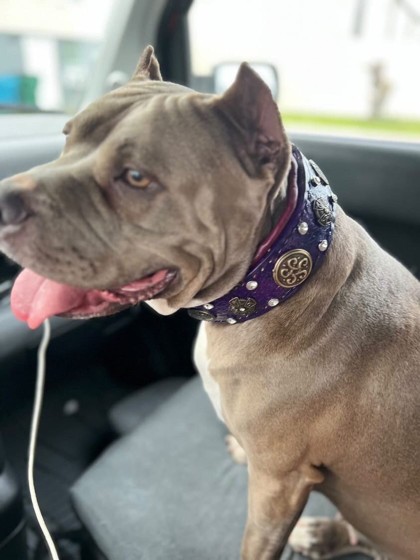 Pitbull Collar Etsy UK