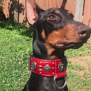 Op de afbeelding: Een Dobermann Pinscher met een rode leren hondenhalsband met zilverkleurige decoratieve accenten. De halsband heeft sierlijke ontwerpen, waaronder een kruis, diamanten en een leeuwenkop. De hond bevindt zich in een grasrijke buitenomgeving.