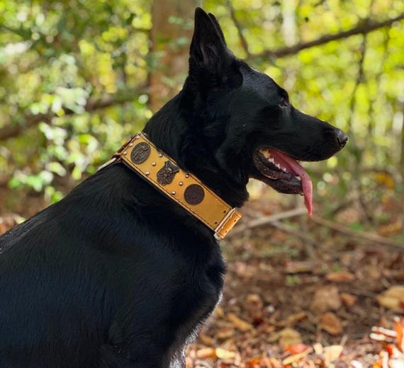 Schferhund Gold Leder Hundehalsband, handgefertigt und verstellbar mit  Nieten und Conchos, Fleur-de-Lis, gepolstertes Halsband - Etsy.de