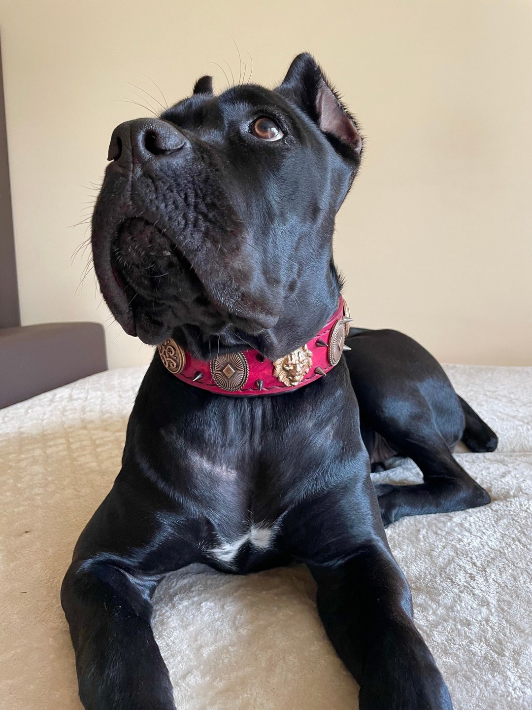 Cane Corso Collar. 2 Inch Wide. Rivets and Studs. Handmade Dog Collar