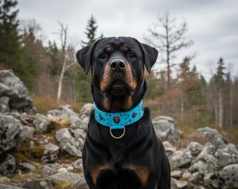 Może przedstawiać: Rottweiler z czarnym umaszczeniem i brązowymi znaczeniami, noszący jasnoniebieską obrożę z ozdobnymi ćwiekami i metalowym D-ringiem. Pies stoi na skalistej powierzchni z leśnym tłem.