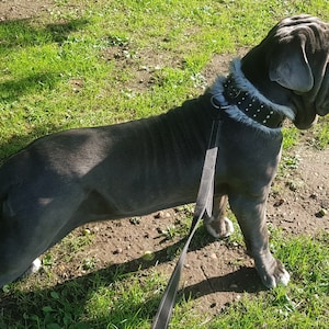 Puede incluir: Un perro grande de color gris con un collar negro con tachuelas y un ribete de piel blanca. El perro está de pie en un campo de hierba y mira hacia la derecha.