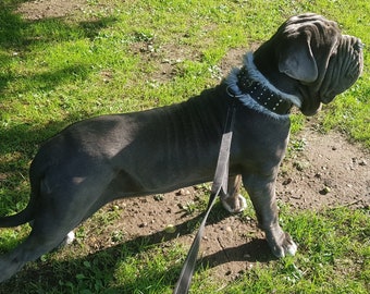 Neapolitan mastiff dog collar, Dog Collar with Fur, Neapolitan Mastiff Fur Collar, Mastino Napolitano Collar