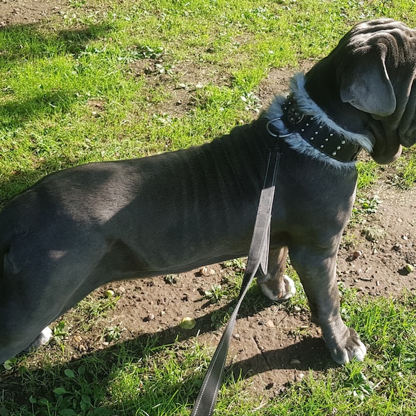 Mastiff Dog Collar Etsy