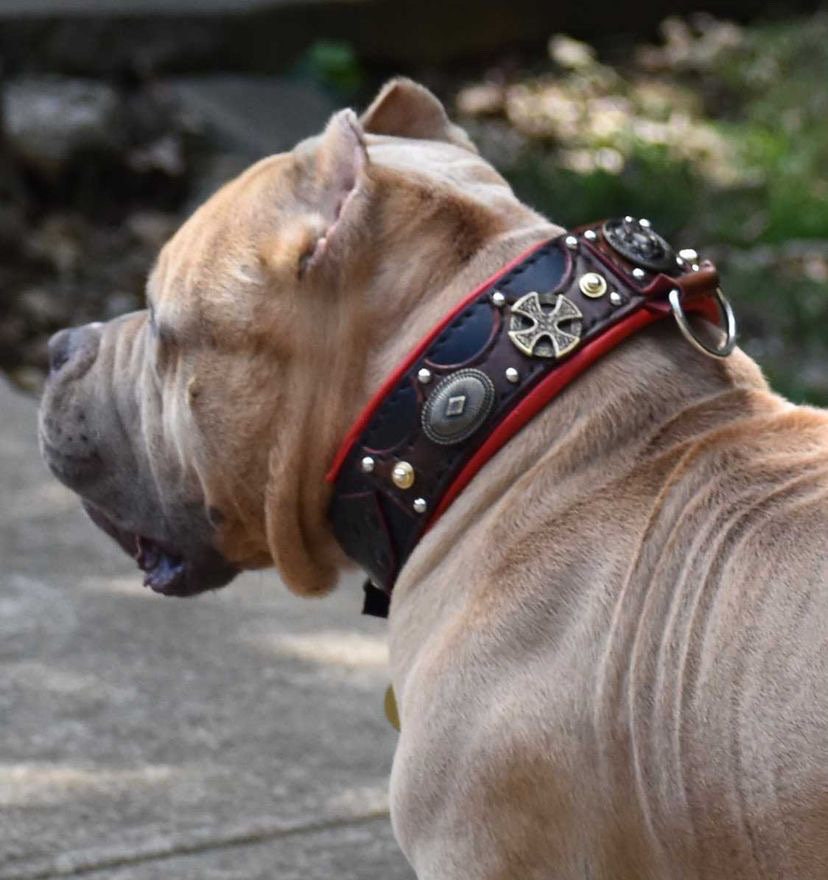 Wholesale Necklace For Dogs Engraved American Bully Metal Pitbull