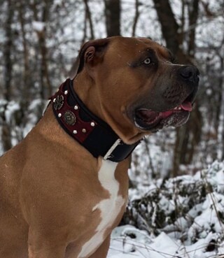 Ritaglio Di Cartone Mini Formato Pitbull (Leather Jacket) - Sagoma Celebrità 60 Cm, Collezionismo, Scherzo Fotografico