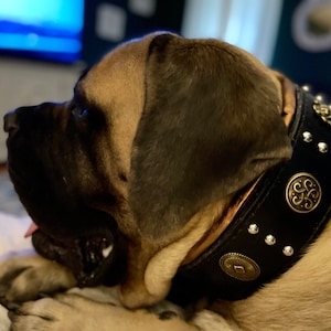English Mastiff Collar, XXL Dog Collar, Caucasian Shepherd Collar