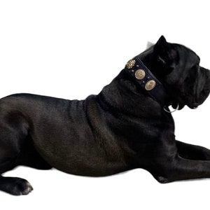 Cane Corso Italian Mastiff black leather dog collar with gold spikes and conchos handmade with padding and adjustable