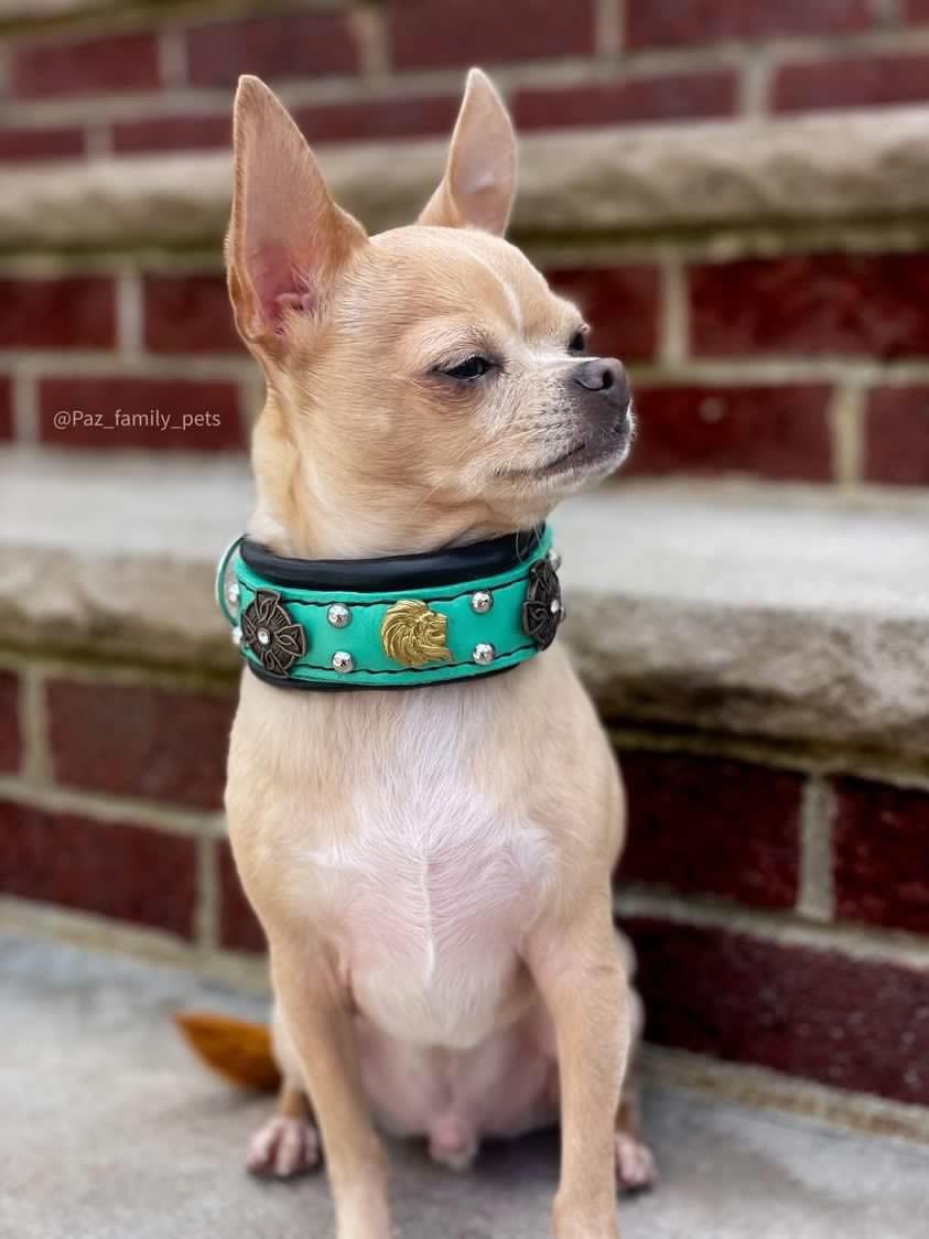 Chihuahua hotsell necklace collar