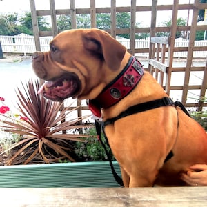 Collar de cuero para dogo de Burdeos, collar para perro mastín francés hecho a mano y personalizado, collar de lujo para perro