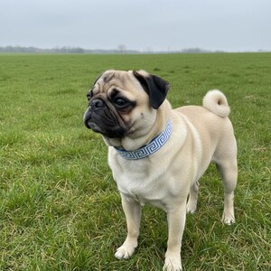 May include: A tan pug dog wearing a blue and white patterned collar stands in a grassy field. The dog has a black muzzle and ears. The background is a green field under an overcast sky.