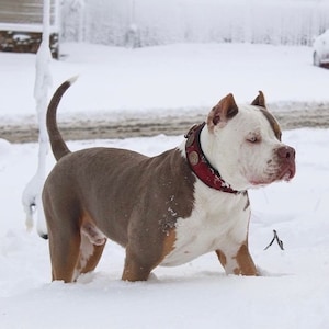 American Bully XL collar handmade and personalised with conchos small spikes and soft padding