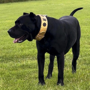 May include: A black dog with a gold studded leather collar standing on a green grassy field.