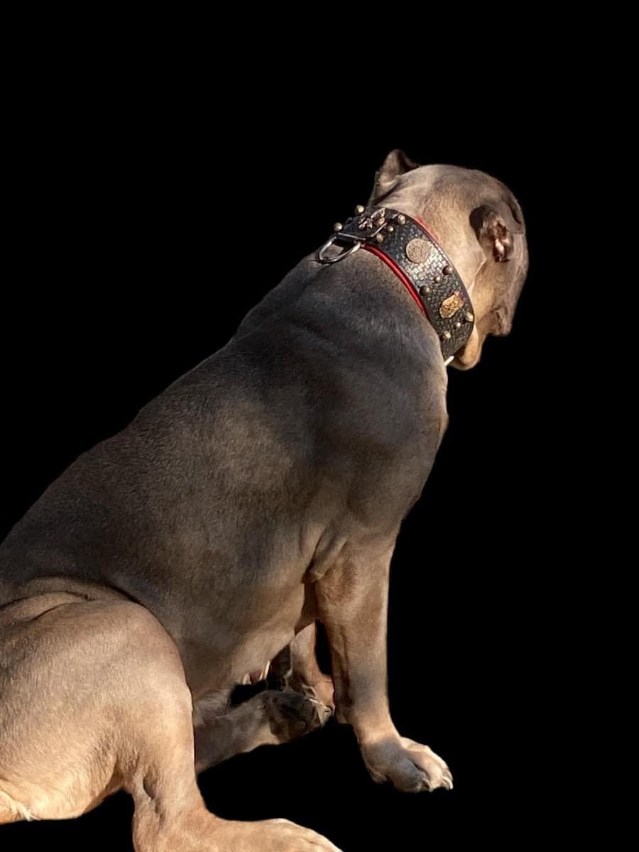 Handmade Tooled Leather Dog Collar Medieval Style for big strong Dogs, Cane Corso, Dogue de Bordeaux, Presa Canario, BoerBoel mastiff