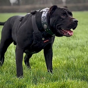 Könnte beinhalten: Ein schwarzer Hund mit einem Nieten-Lederhalsband und einem Geschirr steht auf einer grasbewachsenen Wiese. Der Hund hat einen muskulösen Körperbau und einen ernsten Gesichtsausdruck.