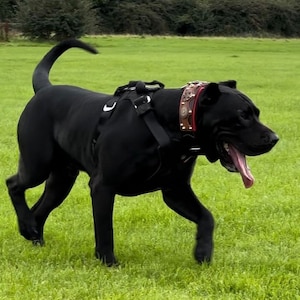 Leather Dog Collar: Presa Canario, Dogo Canario, Padded