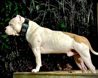Bully Leather Dog Collar Black Color with a Tooled Pattern, Staffordshire Terrier, American Bully