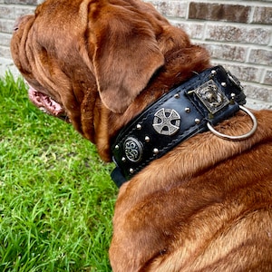 Dogue de Bordeaux leather collar with conchos and rivets and studs , french mastiff collar with soft padding, ddb collar