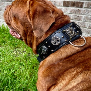 Dogue de Bordeaux leather collar with conchos and rivets and studs , french mastiff collar with soft padding, ddb collar