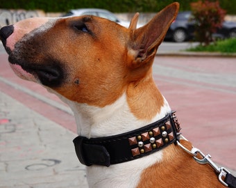 Personalized Black Leather Bull Terrier Collar: Rivets & Spikes