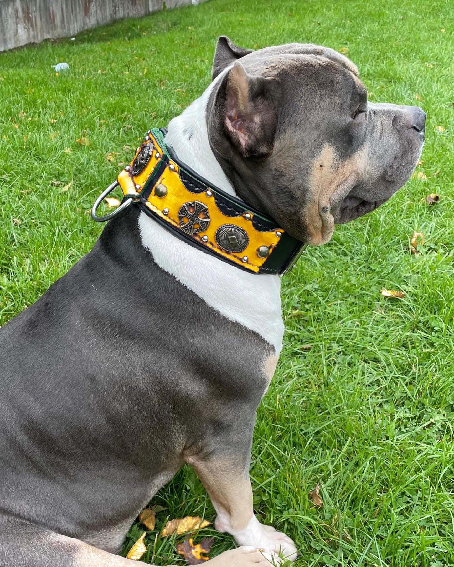 Exotic clearance bully collars