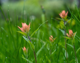 Prairie Fire - Digitaler Download - Natur Fotografie - Druckbar - Wand & Home Decor - Wand Kunst Druck - Kunst