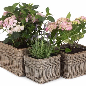 May include: Three square, grey wicker planters with different plants. Two planters hold pink and white hydrangea blooms, and the third has lavender. The planters are arranged in a row, showcasing a natural, rustic aesthetic.