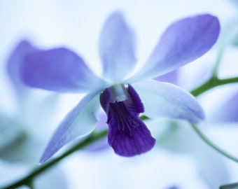 Puede incluir: Primer plano de una flor de orquídea lavanda con un centro púrpura oscuro. Los pétalos son delicados y curvados, sobre un fondo suave y borroso. La flor está en plena floración, mostrando sus intrincados detalles y belleza natural.