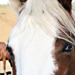 Horse Photography &quot;Peek A Boo&quot;