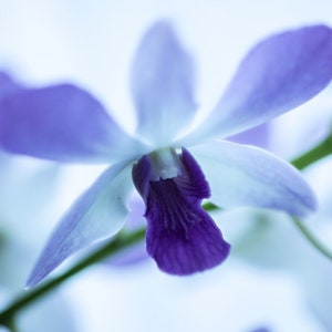 Impresión artística de orquídea púrpura