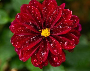 Red Zinnia Photograph with Raindrops