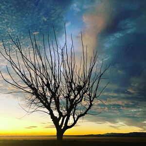 Photography Print &quot;Lone Tree&quot;