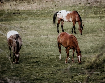 Horse Photograph "Grazing"