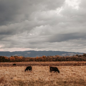 Cow Photography &quot;Fall Cows&quot;